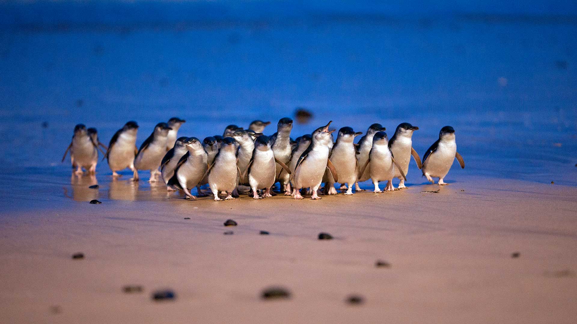 Phillip Island: Consolidating Complex Conservation & Tourism Operations 